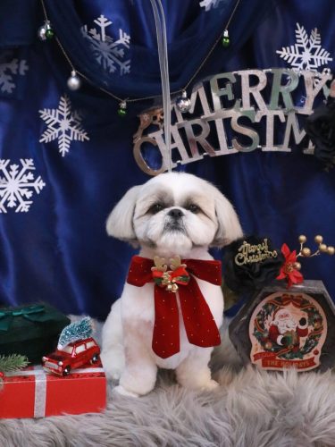 20251228みたらしちゃん