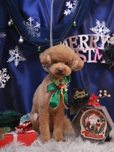 20251228まめくん