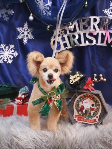 20251229クッキーくん