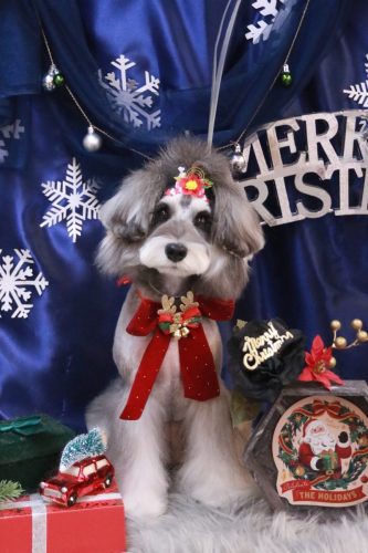 20251229ルナちゃん