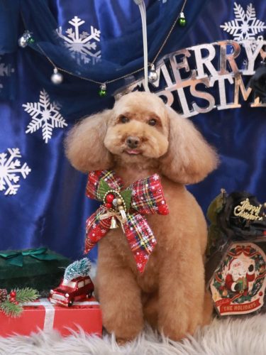 20251229まろんちゃん