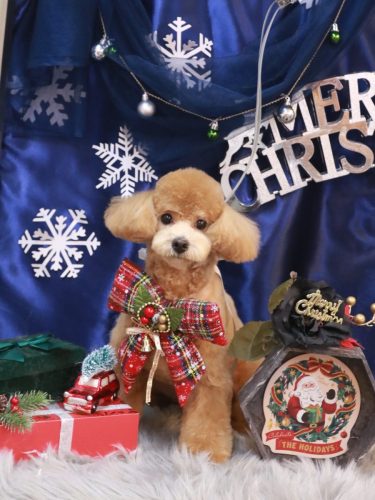 20251229むぎちゃん