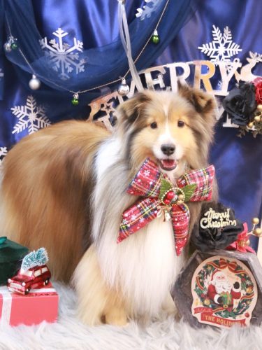 20251229ノアくん