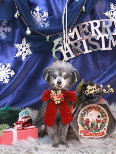 20251229ヒナちゃん