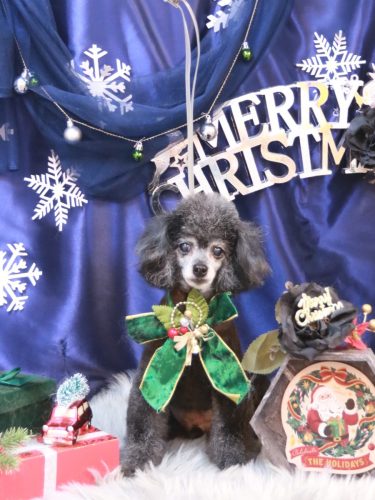 20251229ラムくん