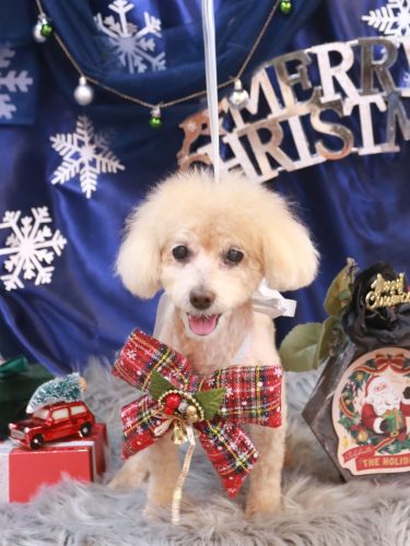 20251229プーちゃん