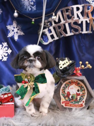 20251229たいがくん