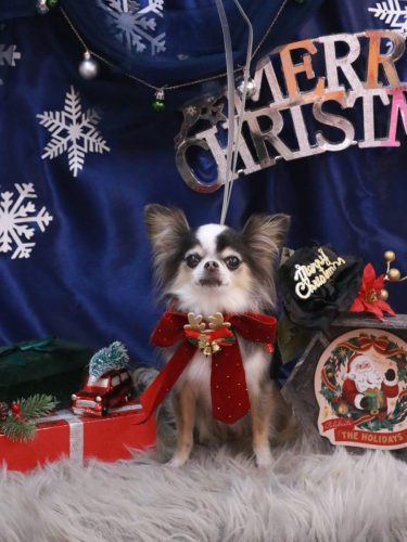 20251229ひめちゃん