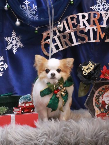 20251229りくくん