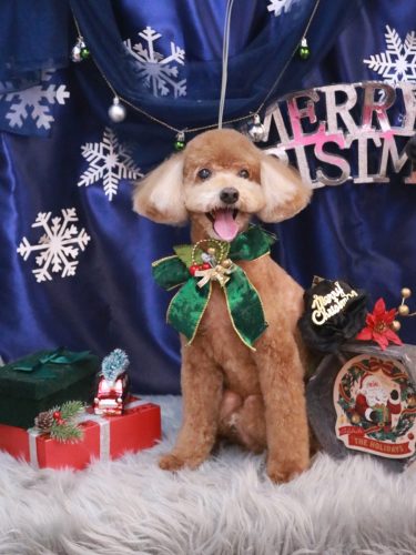 20251229バディくん