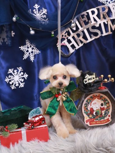 20251230ムックくん