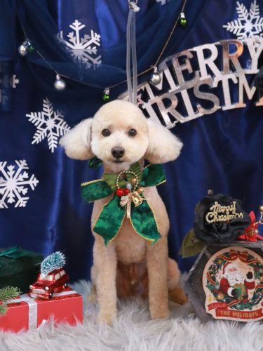 20251230モコくん