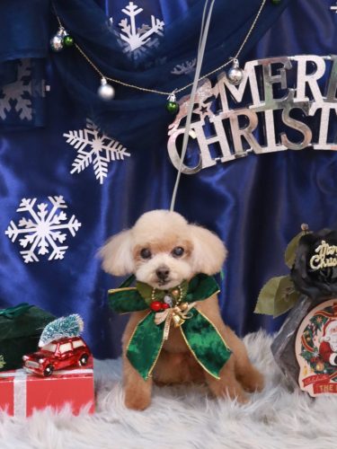 20251230マロンくん