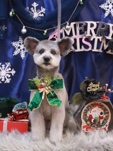 20251230シルヴァくん