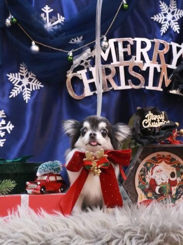 20251230てんちゃん