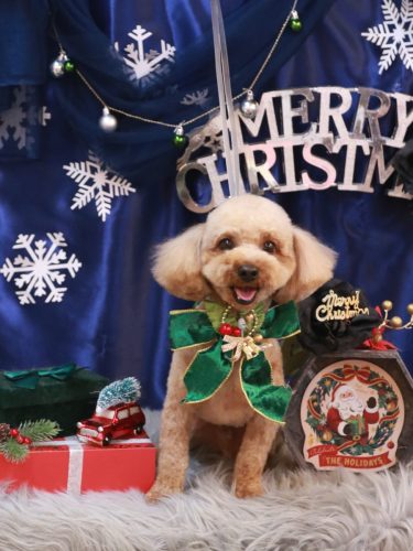 20251230シェリーくん