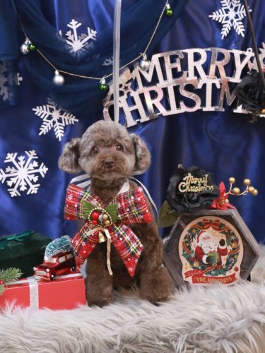 20251230モカくん