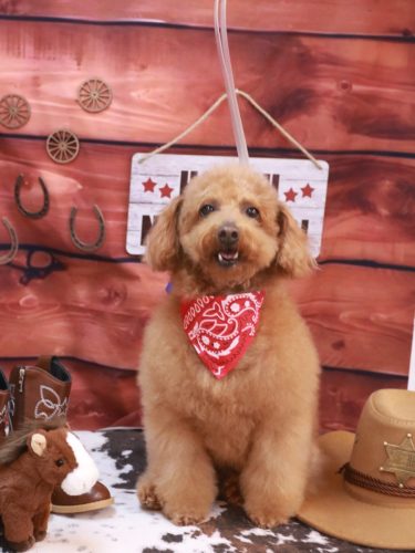 20260107チョコちゃん