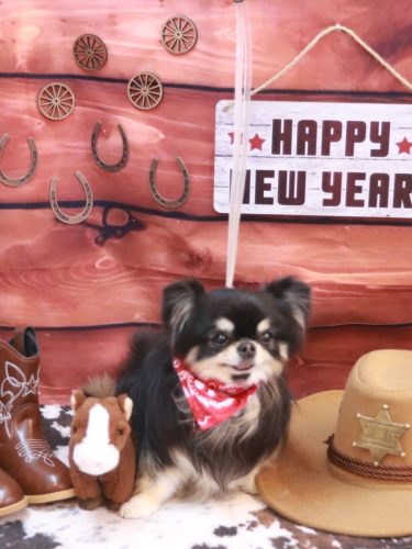 20260110プリンちゃん