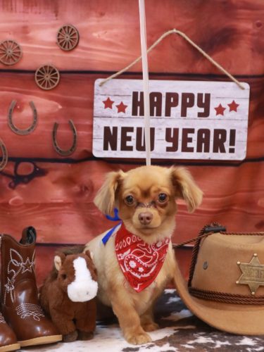 20260111チロちゃん