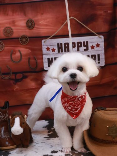 20260111チャイくん