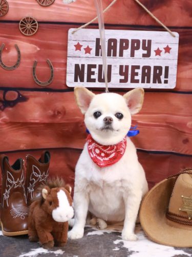 20260114ソックスくん