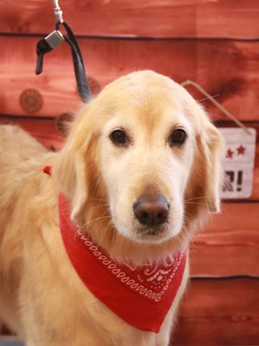 20260115アネラちゃん