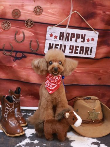 20260115茶々丸くん