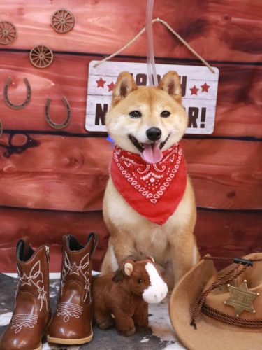 20260118茶々丸くん