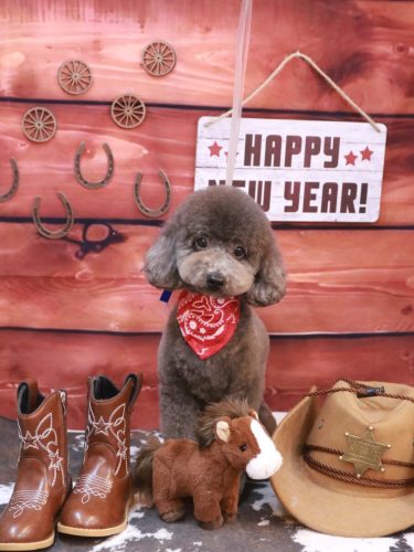 20260121chipieちゃん