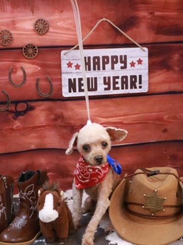 20260121きなこちゃん