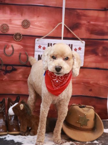 20260121アルトくん