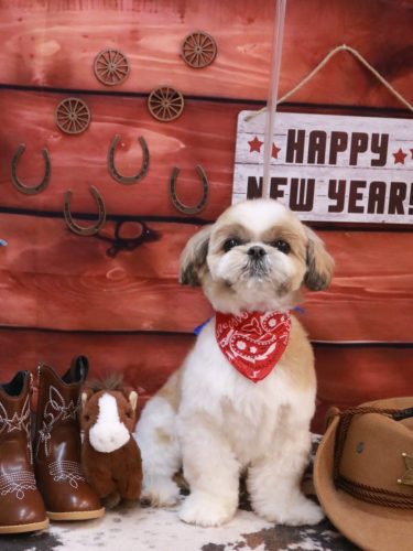 20260122あずきちゃん