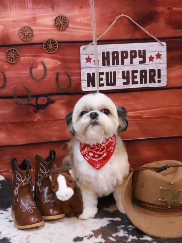 20260122こむぎちゃん