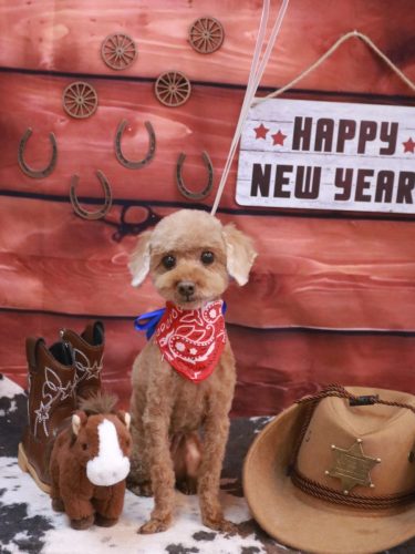 20260123ポムちゃん