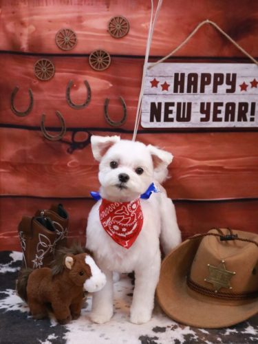 20260124まるちゃん