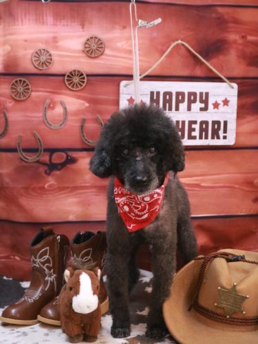 20260124ラブくん