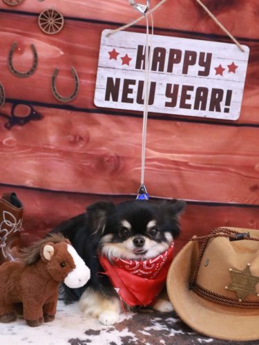 20260124プリンちゃん