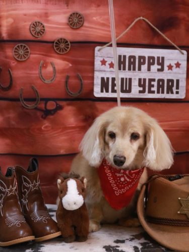 20260125グラちゃん