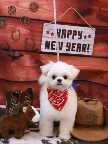 20260125ぷぷちゃん