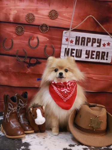 20260125アッシュくん