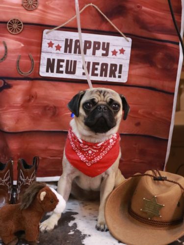 20260128ふぅちゃん