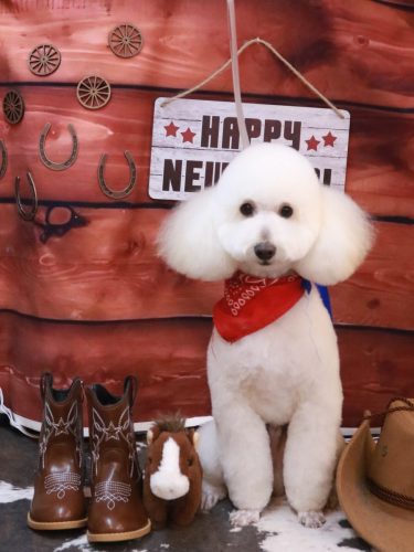 20260128ポンくん