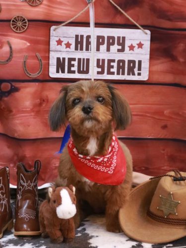 20260128あずきちゃん