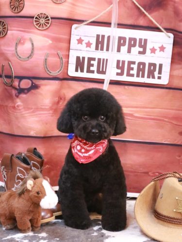 20260129レアちゃん