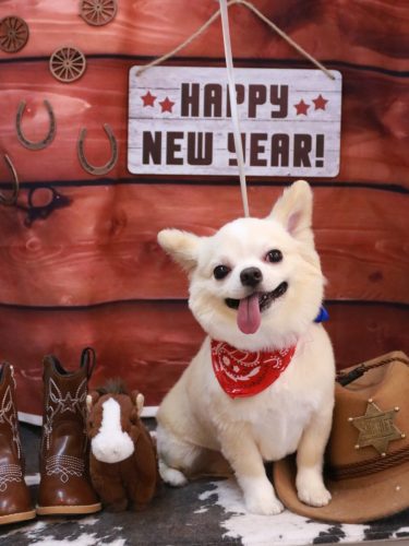 20260129ランくん