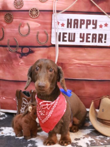 20260129チョペくん