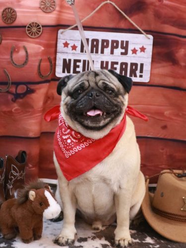 20260131ぶぅくん