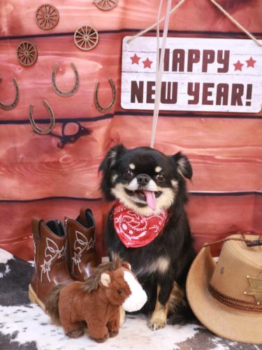 20260131ルナちゃん