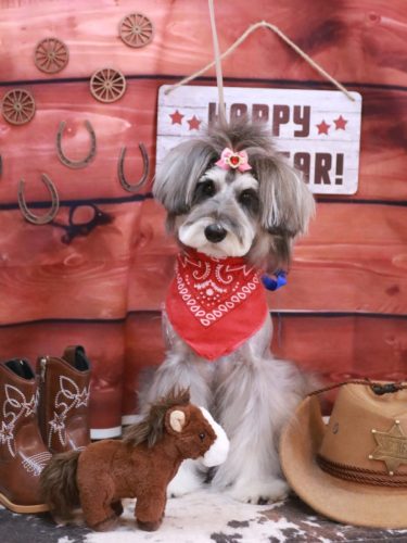 20260131ルナちゃん